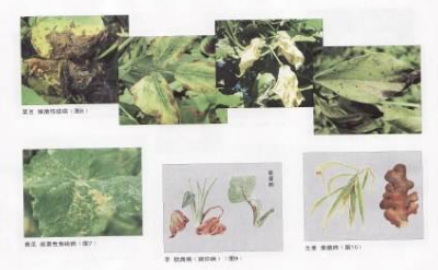 農作物重大病蟲害