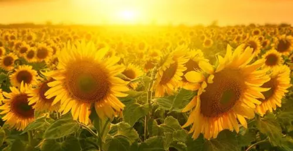 �e�O����W�c��W���������� �����о�