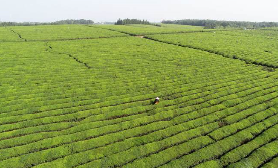 茶葉種植面臨的生態(tài)環(huán)境保護探討