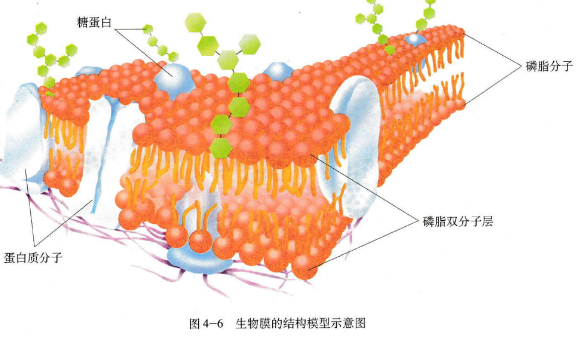 高中生物“三環節高效課堂”